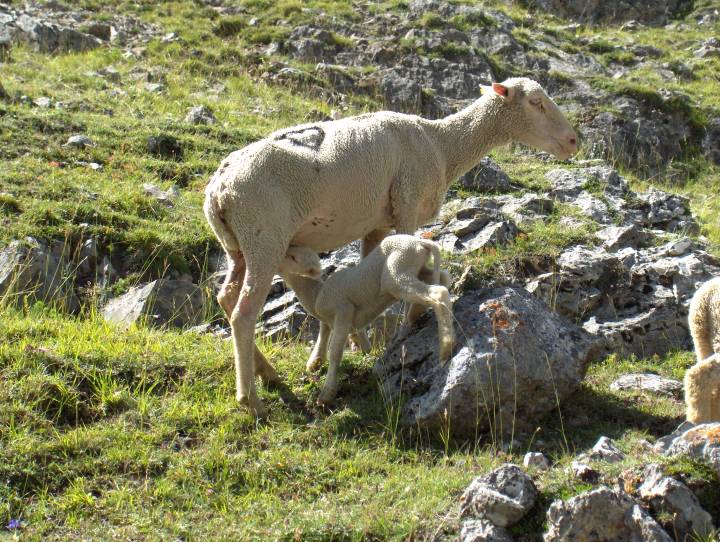 un agneau et sa mere a la Lauzette 